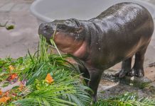 Miles ta celebra baby Moo Deng su prome cumpleaños na zoologico di Tailandia