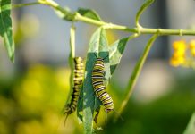 En bista di caida global, mester corda cu protege insecto ta protege naturalesa