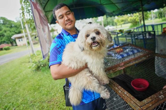 Tailandia ta crea “safe space” pa mascotanan ken su dono a huy di violencia na frontera_result