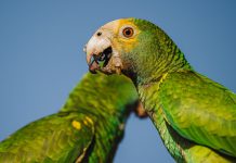 Discusion di Lora ta un parti chikito di e panorama completo; ACF: Mester tin un cambio den mentalidad tocante nos naturalesa