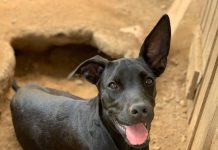 Huur un cacho pa un dia Disfruta un dia alegre y contribui na un bon causa cu Luna Foundation!