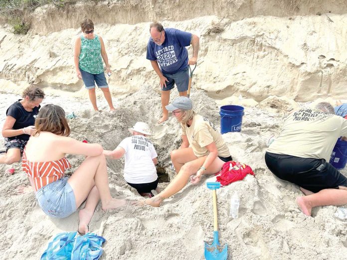Sea Turtle Nests Hurricane Erin