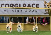 Patanan chikito, soñonan grandi: Mas cu 100 equipo ta competi den e careda internacional di Corgi na Lituania