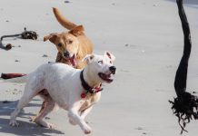 OM ta reacciona tocante incidentenan di mordida di cacho: “Ministerio Publico ta persigui en principio tur doño di cacho despues di un incidente di mordida”