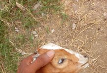 Santa Rosa ta comparti tips pa preveni deshidratacion di animal durante dianan di calor