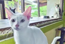 Celebra Dia Mundial di Animal cu un Evento di Adopcion