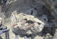 Cientifico ta descubri un dinosaurio nobo di Argentina cu un weso di crocodil den su boca