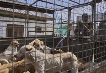 Intento pa controla poblacion di cachonan di caya na Kashmir ta sigui