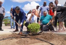 A planta mata na rotonde Las Americas como parti di proyecto di reforestacion y renobacion
