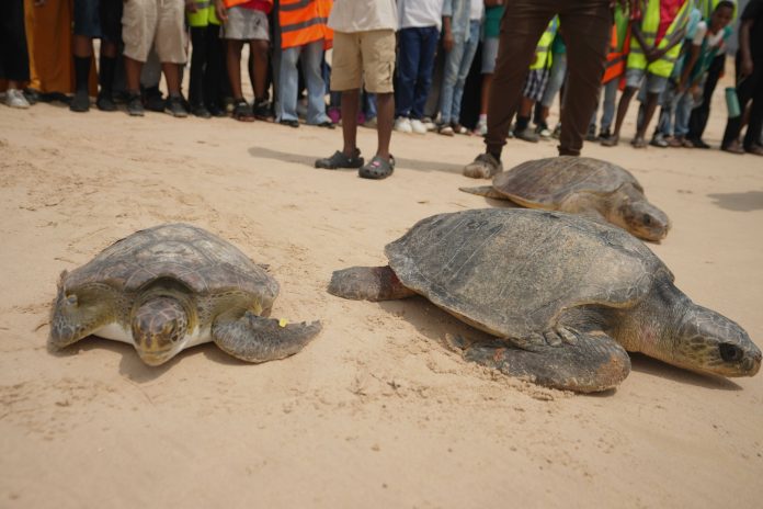 Nigeria Sea Turtle Released