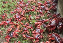 Hende ta usa herment di hardineria pa protege miyones cangreu migrante riba Christmas Island