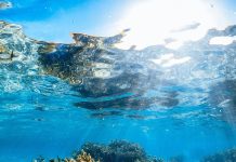 Atakenan aereo den lama Caribense por causa daño significante na ecosistema marino