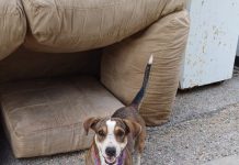 Turistanan boluntario ta haci yamado pa responsabilidad general y solucion sostenibel pa crisis di animal