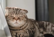 Dos decena di regla nobo clave ta drenta na vigor dia 1 di januari na Hulanda Incluyendo salario mas halto, y restriccion pa mascota di ca;