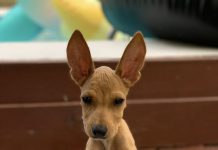 “E ta bibito bibito”: Luna Foundation ta comparti e storia di e puppy cu diabetes, Will