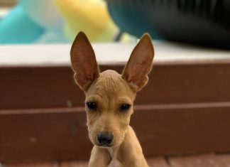 “Hij is zo levendig”: Luna Foundation deelt het verhaal van puppy Will met diabetes