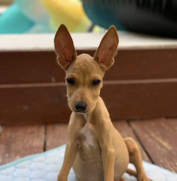 “Hij is zo levendig”: Luna Foundation deelt het verhaal van puppy Will met diabetes