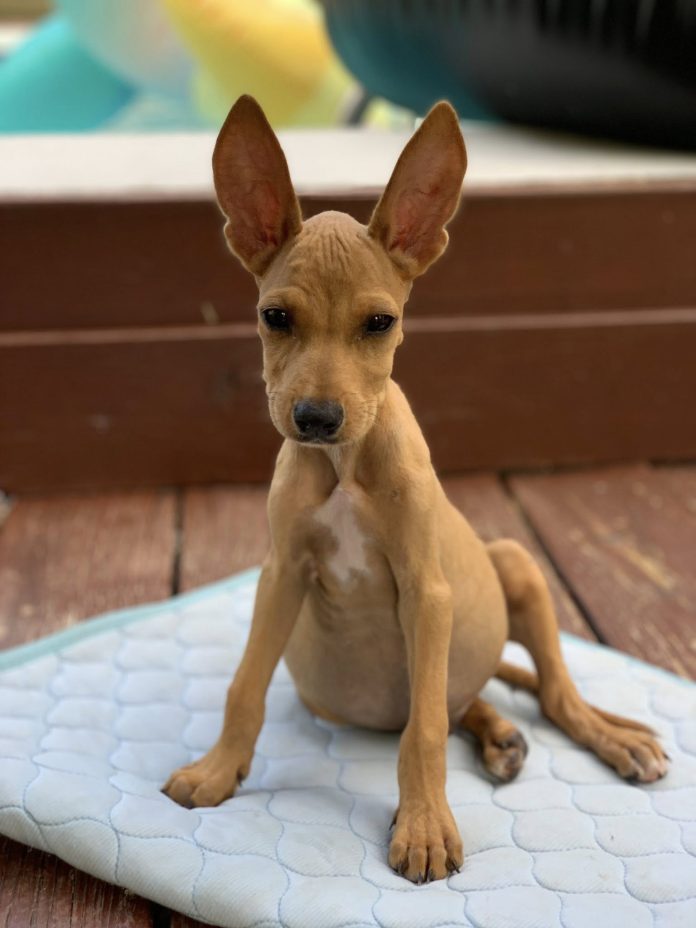 Luna Foundation ta comparti e storia di e puppy cu diabetes, Will