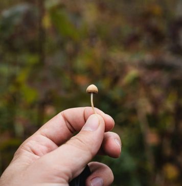 Republica Checo ta aproba uso di ‘magic mushroom’ cuminsando 2026