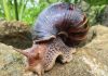 Temporada di yobida ta haciendo presencia di Giant African Snail na Aruba mas notabel