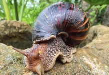 Temporada di yobida ta haciendo presencia di Giant African Snail na Aruba mas notabel