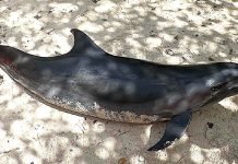 AMMF ta informa: Dolfijn morto na Mangel Halto