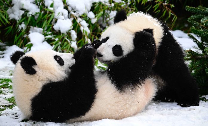 GERMANY-ANIMALS-ZOO-CHRISTMAS TREES