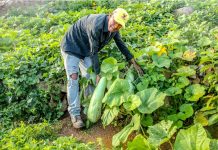 Interes ta keda enorme pa Mercado Santa Rosa