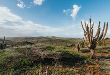 Aruba Conservation Foundation determina pa cumpli cu su responsabilidad legal; Restauracion ecologico ta e base principal pa por haci Aruba ‘berde’ atrobe