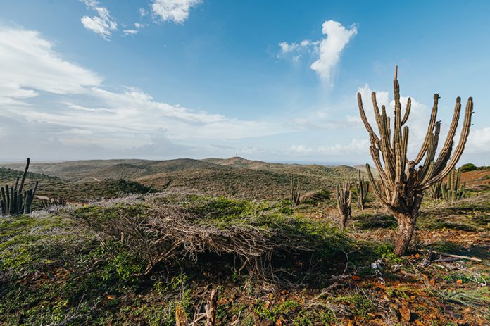 Wilderness of Parke Nacional Arikok 2 (1)