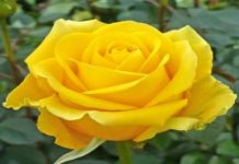 Candida Cecilia Solagnier Yellow Roses 50 cm - Fresh Cut Flowers - 50 Stems - Walmart.com
