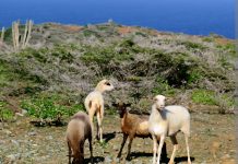 Aruba Conservation Foundation no por bringa tradicion di cabrito los; Lo purba scapa y restaura habitat chikito y asina crea comprension
