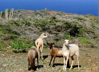 Aruba Conservation Foundation kan geitentraditie niet bestrijden; Probeert via kleine habitatprojecten bewustwording te creëren