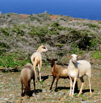 Aruba Conservation Foundation kan geitentraditie niet bestrijden; Probeert via kleine habitatprojecten bewustwording te creëren