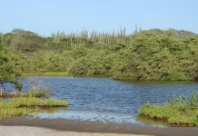 Aruba ta celebra Dia Mundial di Wetlands: Protehando nos herencia y naturalesa