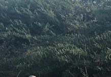 DNM: Data di comunidad ta aporta cu informacion clave riba e sobrevivencia di Nos Shoco na Aruba