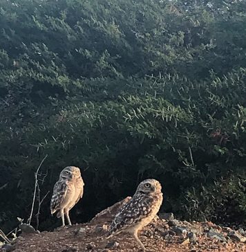 DNM: Data di comunidad ta aporta cu informacion clave riba e sobrevivencia di Nos Shoco na Aruba