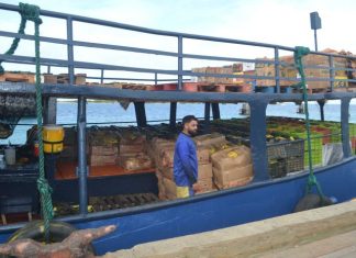 Exportacion for di estado Falcon pa islanan ABC ta mustra recuperacion gradual