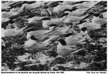 Proteccion di sternchi na Aruba: Un yamado di casi 40 aña