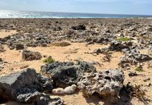 Temporada di sternchi a yega y ACF ta haci yamado pa nan proteccion