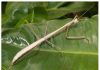 A descubri especie nobo di ‘praying mantis’ na Aruba