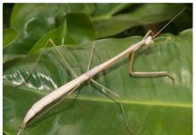 A descubri especie nobo di ‘praying mantis’ na Aruba