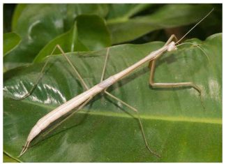 A descubri especie nobo di ‘praying mantis’ na Aruba