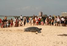 ACF y Turtugaruba cu tips pa campistanan banda di lama