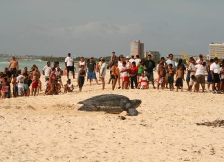 ACF y Turtugaruba cu tips pa campistanan banda di lama
