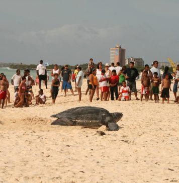 ACF y Turtugaruba cu tips pa campistanan banda di lama