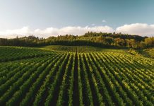 Apenas 4.8% di tera agricola na Hulanda ta organico