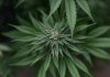 Merca ta facilita acceso na marihuana pa uso medico