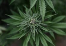 Merca ta facilita acceso na marihuana pa uso medico