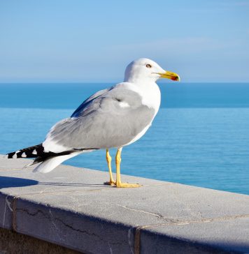 Prohibicion pa duna meuchi cuminda na Vlissingen ta topa cu duda mientras parhanan ta sigui horta cuminda